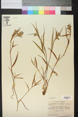 Tradescantia occidentalis image