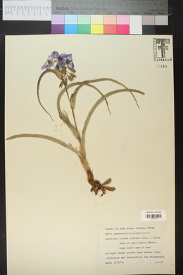 Tradescantia occidentalis image