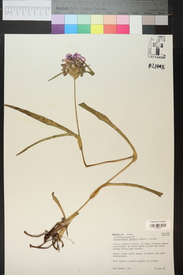 Tradescantia tharpii image