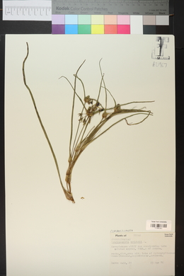 Tradescantia wrightii image