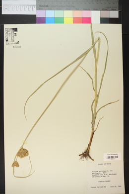 Bolboschoenus maritimus subsp. paludosus image