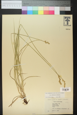 Carex albolutescens image