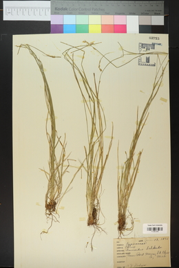 Carex bromoides image