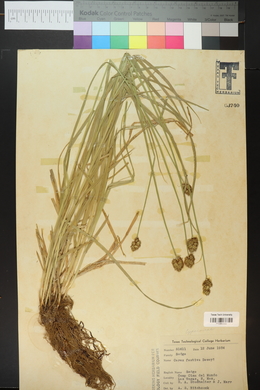 Carex festiva image