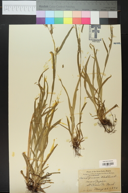 Carex grisea image