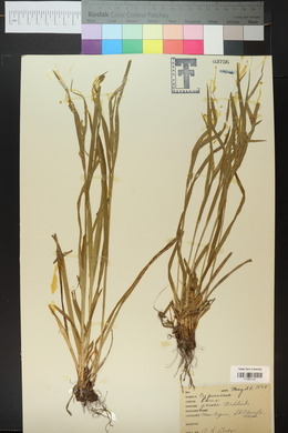 Carex grisea image