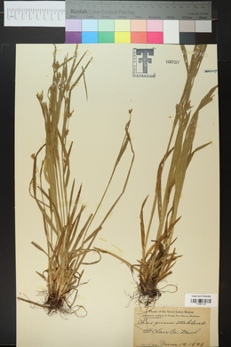 Carex grisea image