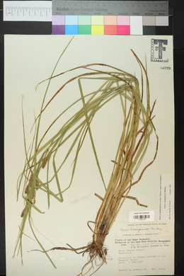 Carex lasiocarpa image