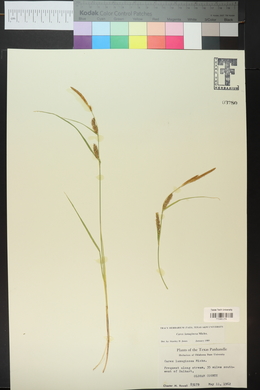 Carex lasiocarpa image