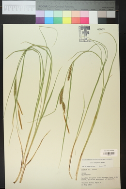 Carex lasiocarpa image