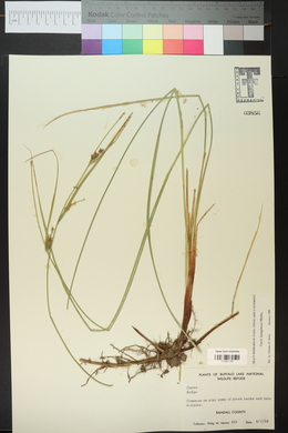 Carex lasiocarpa image