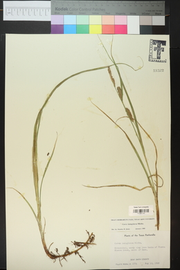 Carex lasiocarpa image