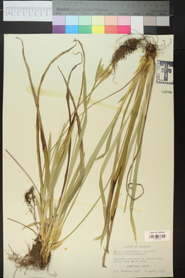 Carex latebracteata image