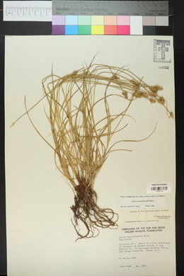 Carex leavenworthii image