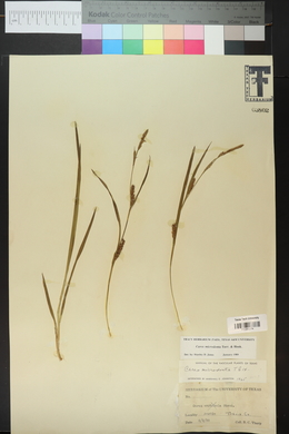 Carex microdonta image