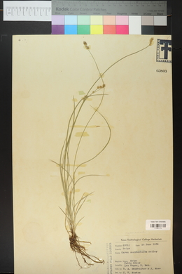 Carex occidentalis image