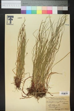 Carex pennsylvanica image