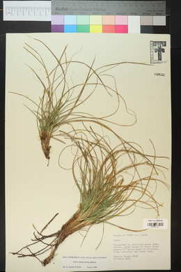 Carex planostachys image