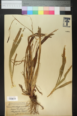 Carex plantaginea image