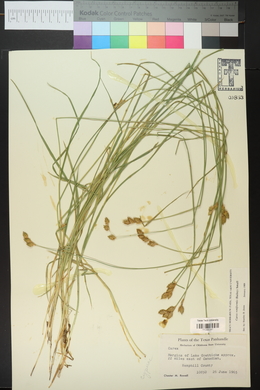 Carex reniformis image