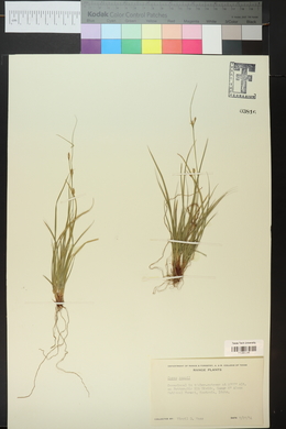 Carex rossii image