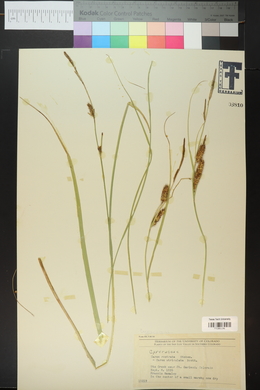 Carex rostrata image