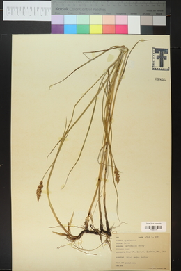 Carex sartwellii image