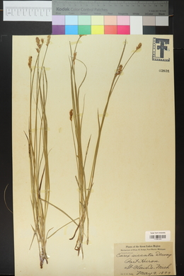 Carex siccata image