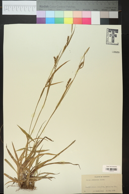 Carex striatula image