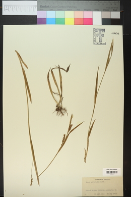 Carex striatula image