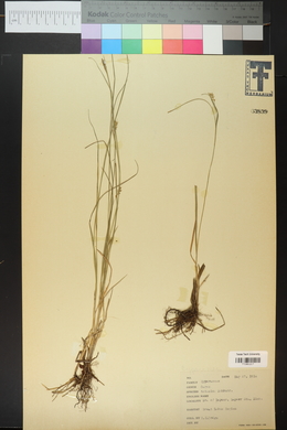 Carex tetanica image