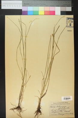 Carex tetanica image