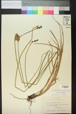 Carex tetrastachya image