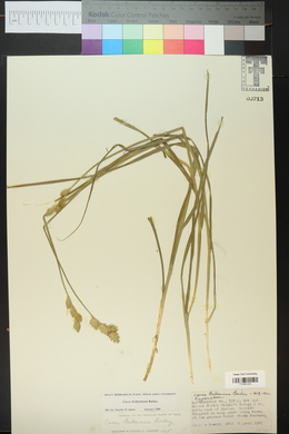 Carex tetrastachya image