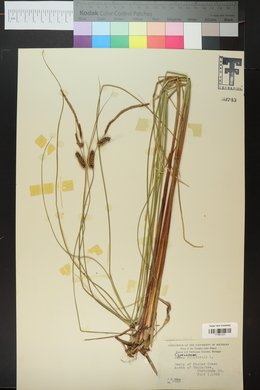 Carex filiformis image