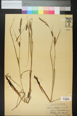 Carex filiformis image