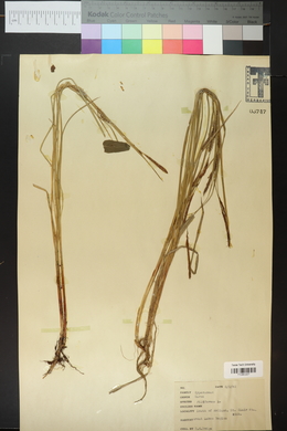 Carex filiformis image