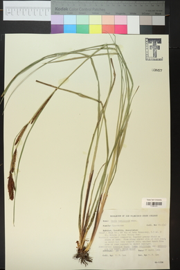 Carex tumulicola image