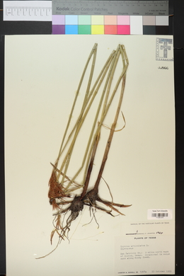 Cyperus articulatus image