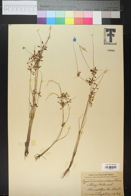 Cyperus diandrus image