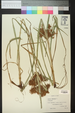 Cyperus esculentus var. leptostachyus image