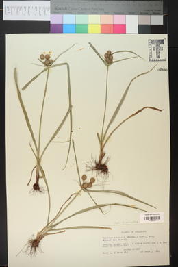 Cyperus echinatus image