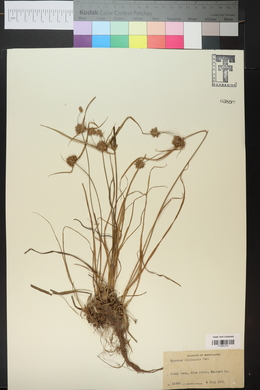 Cyperus filiculmis image