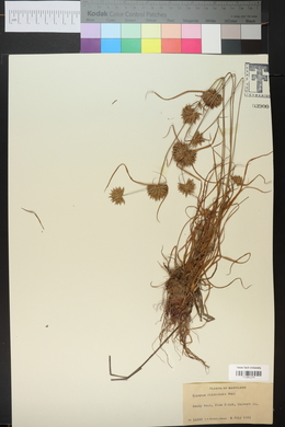 Cyperus filiculmis image