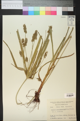 Cyperus hermaphroditus image