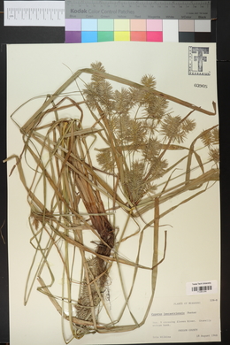 Cyperus lancastriensis image