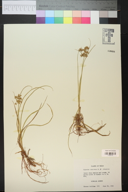 Cyperus onerosus image