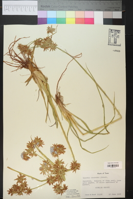 Cyperus onerosus image