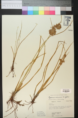 Cyperus onerosus image