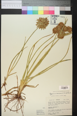 Cyperus onerosus image